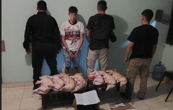 Un joven detenido por abiegato y animales faenados recuperados
