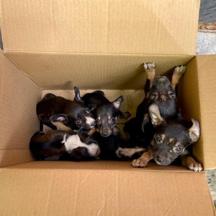 Abandono y crueldad: dejan seis cachorros en estado crítico en la puerta de una protectora
