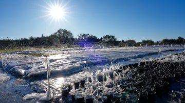 Histórica ola polar en Florida: Miami bajo cero y récords de hace más de un siglo