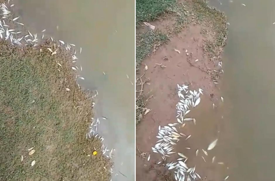 Alerta en Campo Gallo: Prohíben el uso de la represa municipal por mortandad de peces y posible contaminación