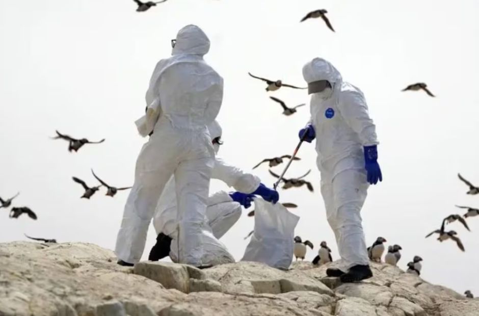 Uruguay declara la “Emergencia Sanitaria” por gripe aviar tras detectar el virus H5