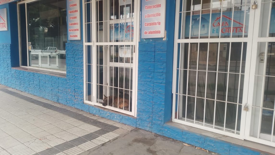 Zona centro: preocupación por un perrito que parece atrapado en la reja de un local cerrado por vacaciones