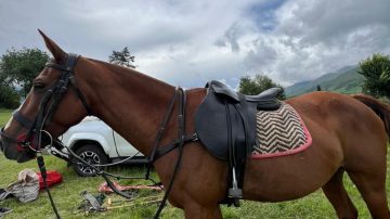 Robaron cinco yeguas de polo en Yanda y piden que las devuelvan: “Están chipeadas”