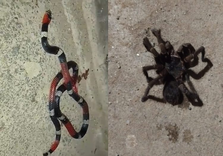 Vecinos del Sarmiento y Mama Antula de La Banda denunciaron la aparición de animales venenosos