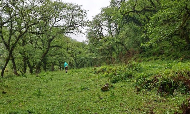 Ingenieros santiagueños advierten sobre los riesgos de modificar la Ley de Bosques y su impacto en la prevención de incendios