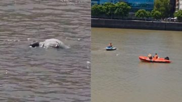 Qué se sabe del cadáver que encontraron flotando en el dique de Puerto Madero
