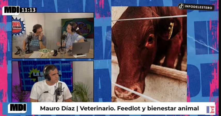 Del corral al plato: el veterinario de La Hernestina habló sobre feedlot, bienestar animal y el presente ganadero