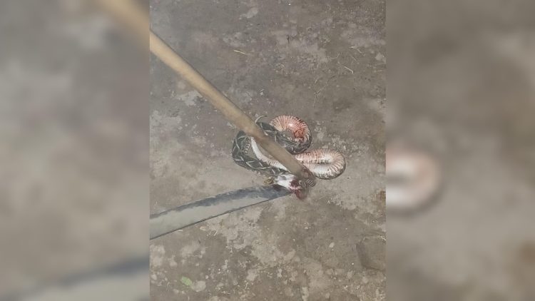 Vecinos del barrio Tabla Redonda reclaman por terrenos abandonados y alimañas