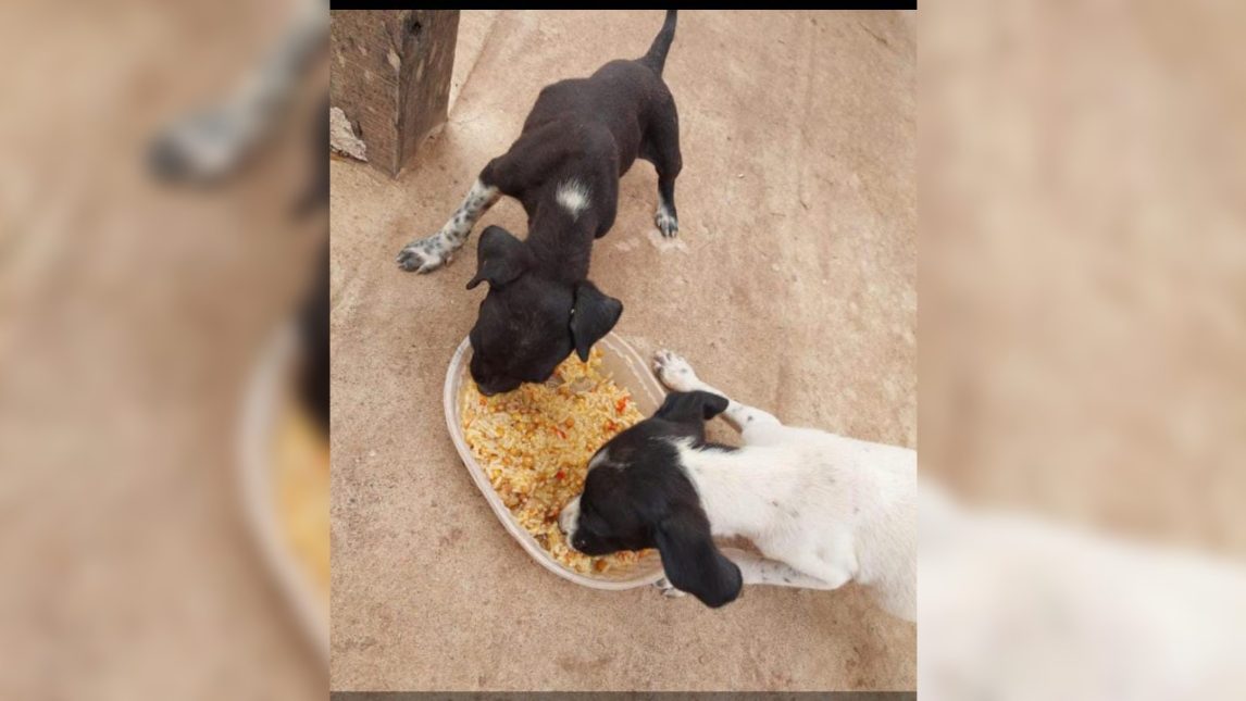 Campo Gallo: se conformó “Patitas Contentas”, un grupo organizado para combatir el abandono animal