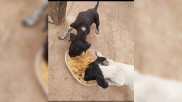 Campo Gallo: se conformó “Patitas Contentas”, un grupo organizado para combatir el abandono animal