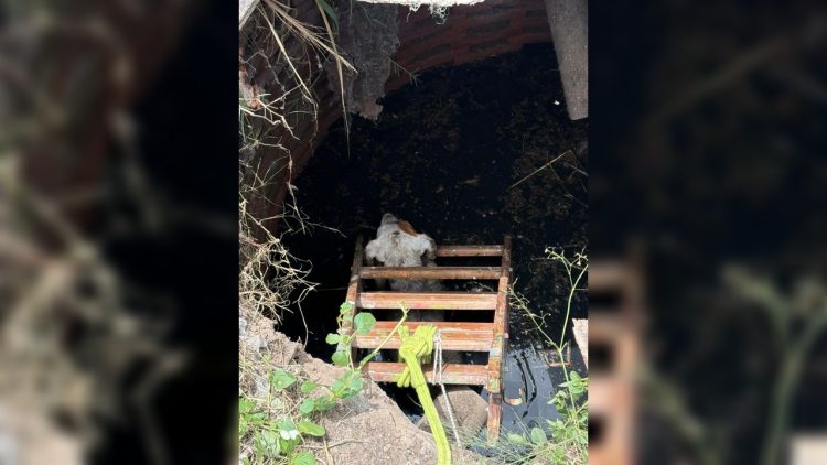 FOTOS. Rescataron a un perro que cayó en un pozo ciego en el barrio Lourdes