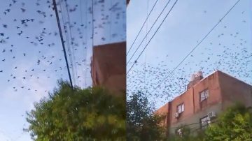 “¡Qué bellas!”: una bandada asombra a transeúntes en calle Independencia