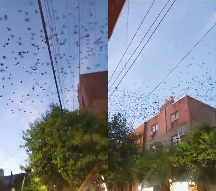 “¡Qué bellas!”: una bandada asombra a transeúntes en calle Independencia