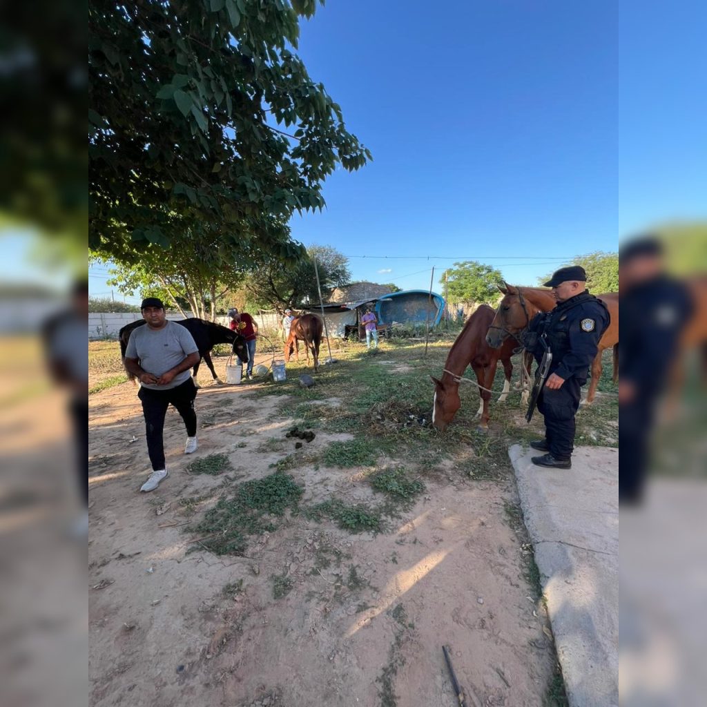 B° Belén: encontraron cinco yeguas e investigan si se trata de las que fueron robadas en Yanda