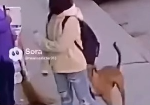 ¿Los perros se rebelan? El impactante video viral de un ataque a therians que engañó a todos