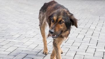 Añatuya: Joven resultó herido tras ser atacado por dos perros en la vía pública
