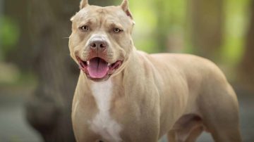 Conmoción en La Católica: mató al pitbull de su vecino tras una pelea entre perros