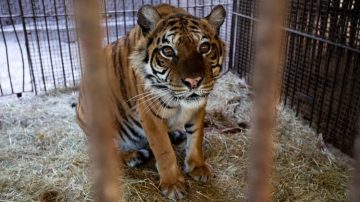 Animales que estaban en el ex zoológico de Luján serán trasladados a Europa