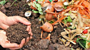 Compostaje en casa: claves para reducir residuos y cuidar el ambiente desde lo cotidiano