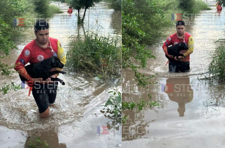 No todos los héroes llevan capa: el emocionante rescate de dos perritos que se llevaba el río en Rubia Moreno