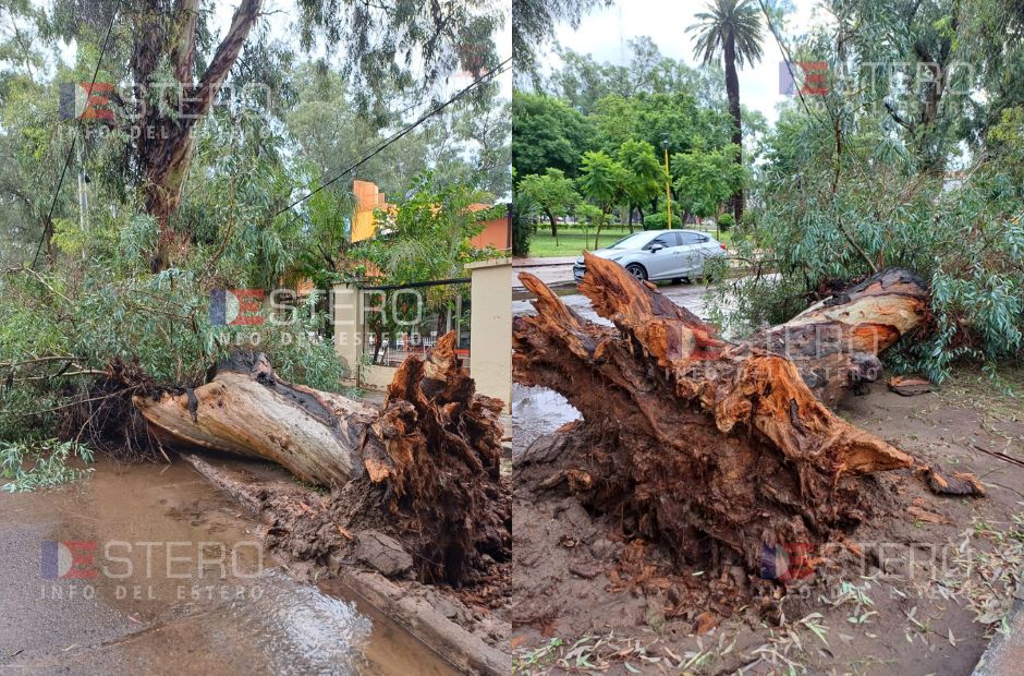 Consecuencias del temporal en Capital: cayó un árbol frente al Club La Bancaria y dañó un vehículo estacionado