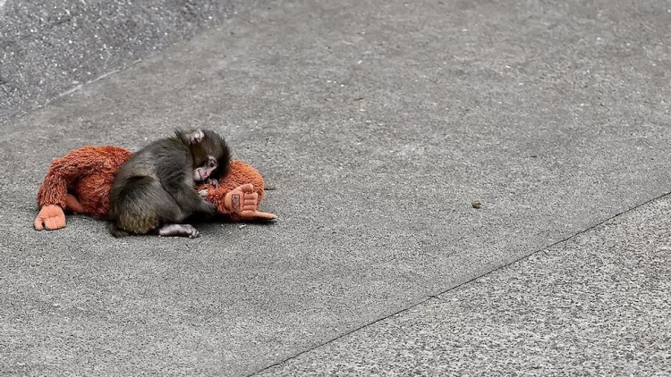 Punch, el monito viral que conmovió las redes, perdió su peluche en una tormenta