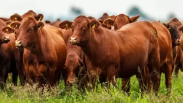 Icaño: denuncian seguidilla de robos de animales para venderlos por redes sociales
