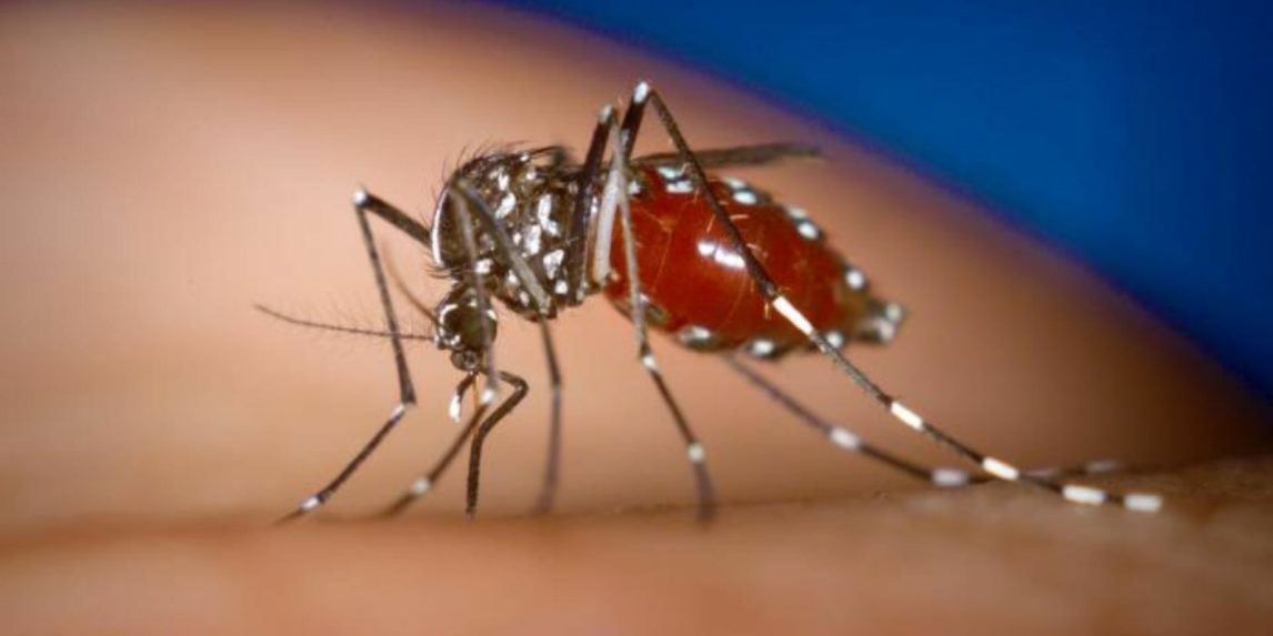 Reportan un caso de chikungunya en Santiago capital y advierten sobre posibles brotes