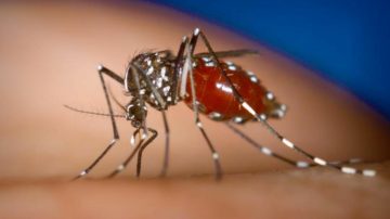 Reportan un caso de chikungunya en Santiago capital y advierten sobre posibles brotes