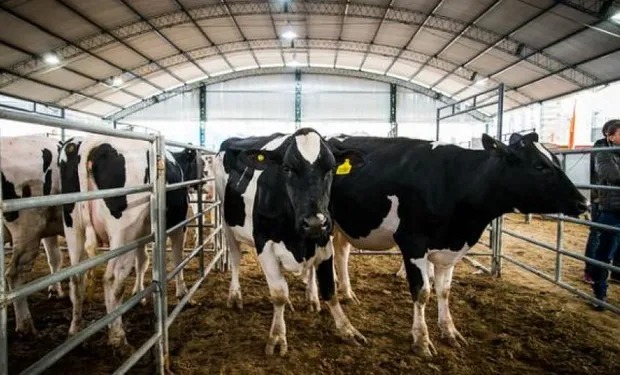 El sector lácteo entra en rojo y profundiza la desaparición de tambos