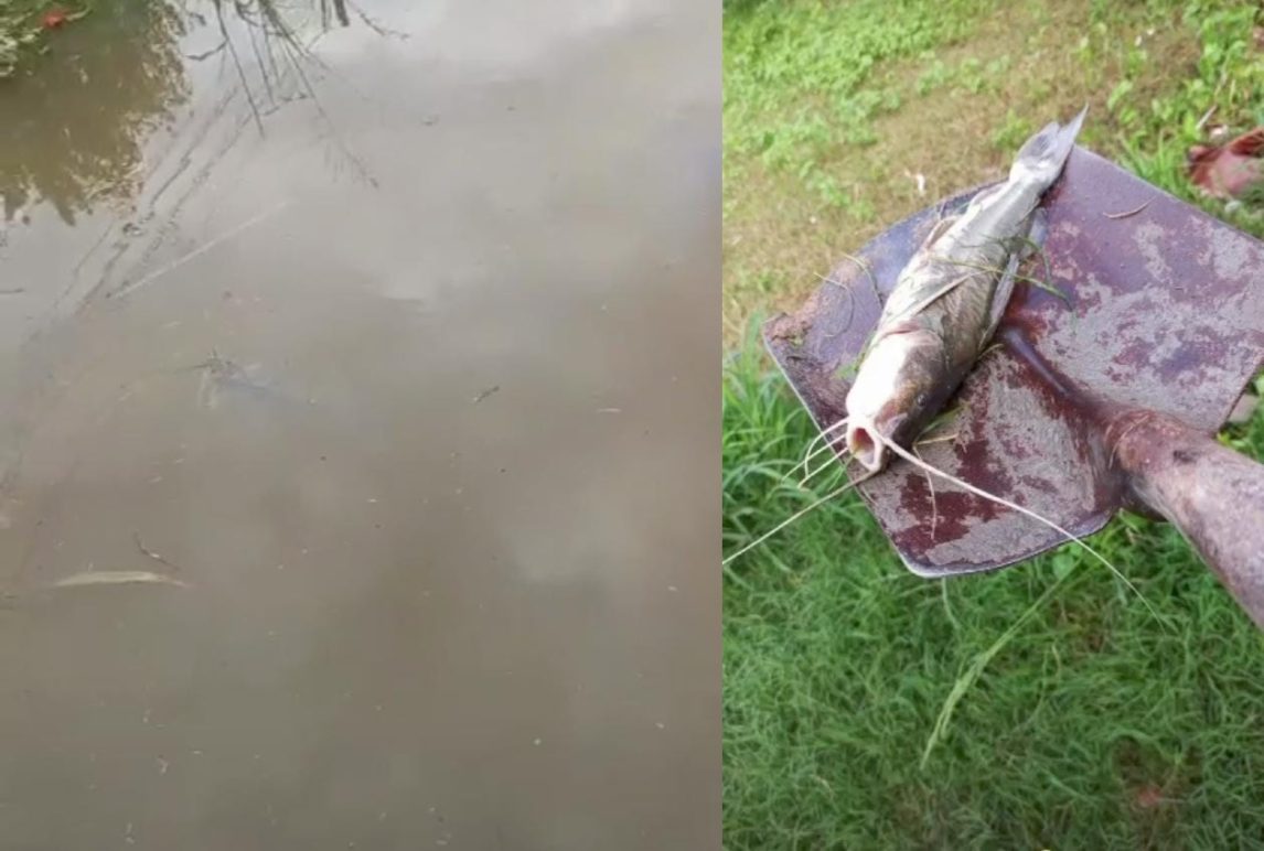 Vecinos del B° Salta Prolongación encontraron bogas y bagres en la vereda