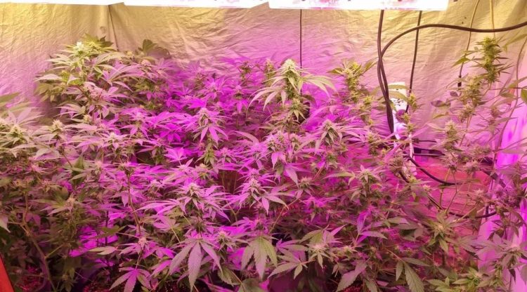 Se presentó como dueña de un local con un invernadero de marihuana y fue aprehendida