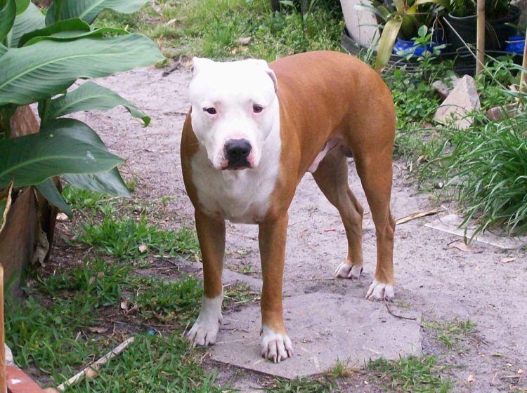 Un niño de 9 años que se dirigía a comprar en una despensa, fue atacado por el Pitbull de una vecina