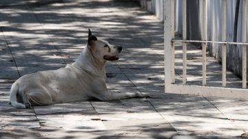 ¿Último día de la “ola de calor”? Sábado con 32 °C de máxima y probabilidad de tormentas aisladas