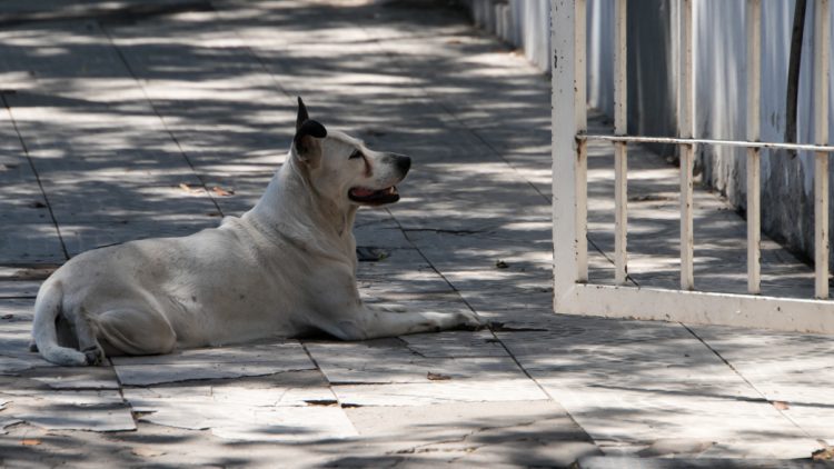 ¿Último día de la “ola de calor”? Sábado con 32 °C de máxima y probabilidad de tormentas aisladas