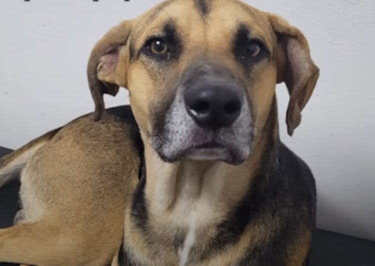 Arturo: el perro que esperó 25 días en un hospital cordobés a su dueño fallecido