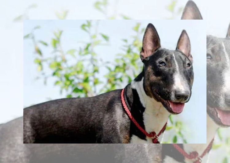 Tragedia: un hombre murió desangrado tras intentar separar una pelea entre sus perros