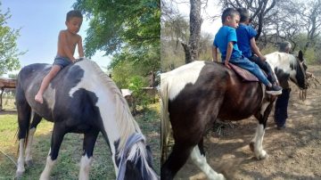 Robaron el caballo de dos niños con autismo y denuncian que los ladrones siguen haciendo de las suyas