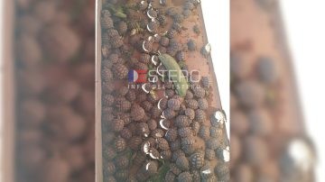 Rescataron más de 200 tortugas durante un allanamiento en Icaño e investigan tráfico ilegal de fauna