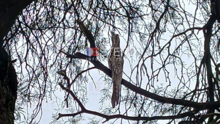 ¡Sorpresa en el Villa del Carmen! Apareció un kakuy y engalanó la mañana gris con su porte
