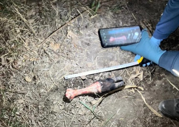 Campo Gallo: cuatreros fueron descubiertos cuando faenaban dos vacas y quedaron detenidos