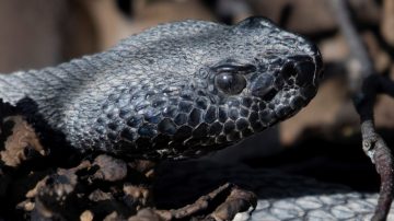 Los Juríes: rescate de emergencia tras la mordedura de una serpiente cascabel
