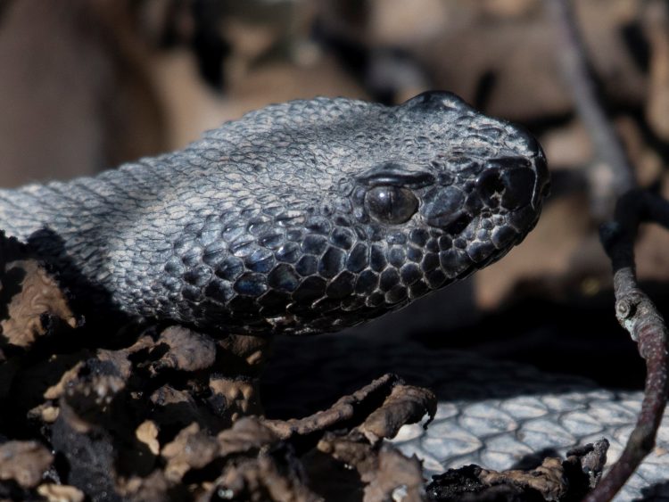 Los Juríes: rescate de emergencia tras la mordedura de una serpiente cascabel