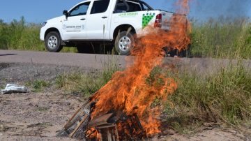 FOTOS: “Si quieres pájaros, planta árboles”, la campaña para cuidar la fauna santiagueña