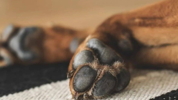 Conmoción en Añatuya: denuncian que asesinaron a tiros a una perrita preñada