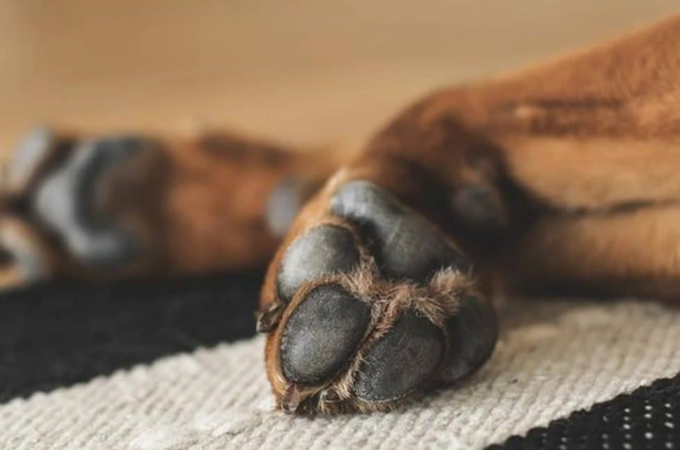 Conmoción en Añatuya: denuncian que asesinaron a tiros a una perrita preñada
