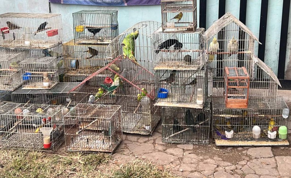 FOTOS. Vendían animales por redes sociales y los enviaban en encomiendas a todo el país