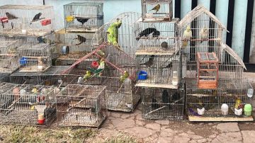 FOTOS. Vendían animales por redes sociales y los enviaban en encomiendas a todo el país