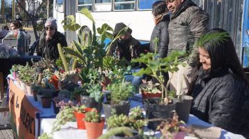 Se realizará una nueva edición del “Mercadito Saludable” en el Paseo Gabriel Ábalos