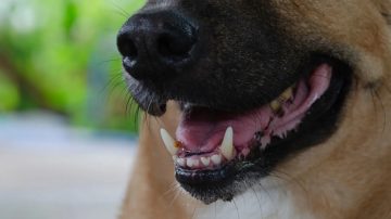 Una nena de 4 años murió tras ser atacada por un perro mestizo